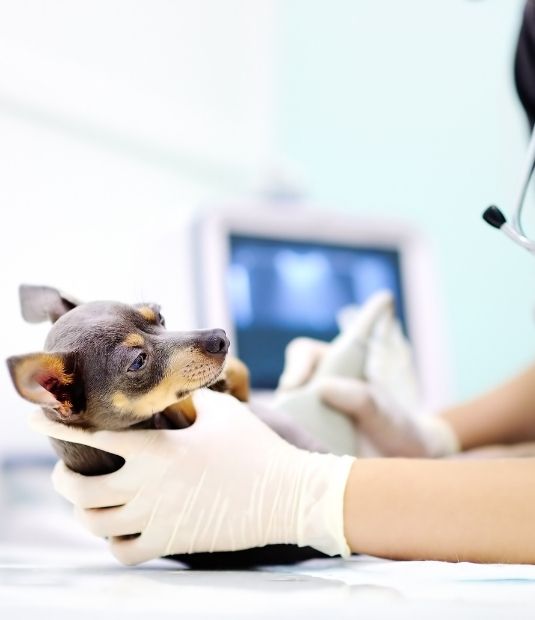 Loving Family Animal Hospital - Ultrasound