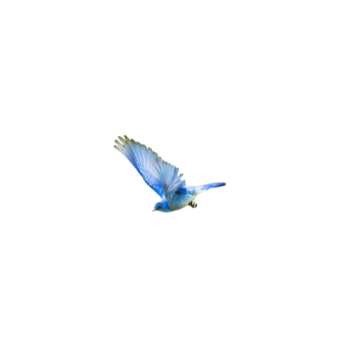 blue bird