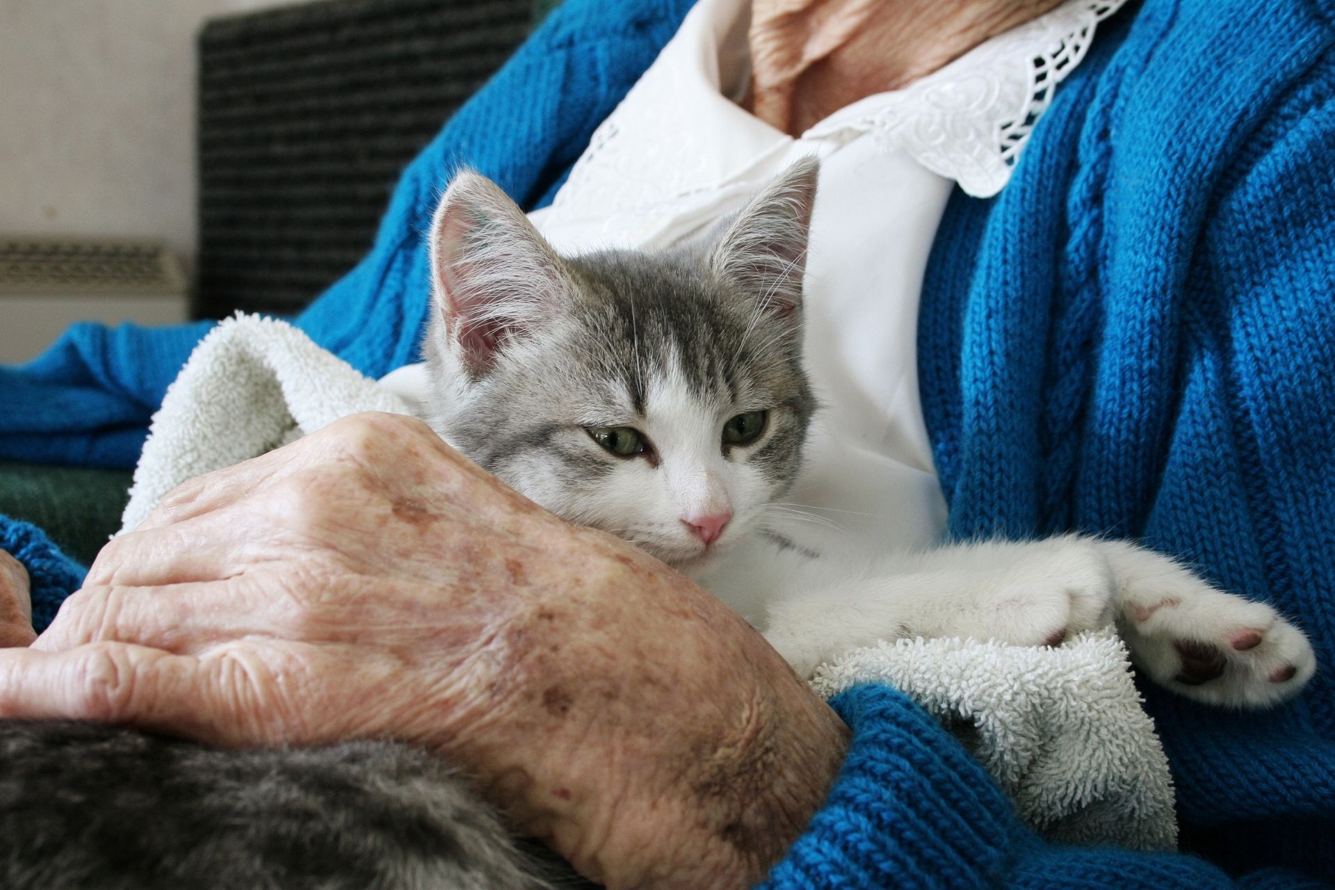 old lady holding kitten