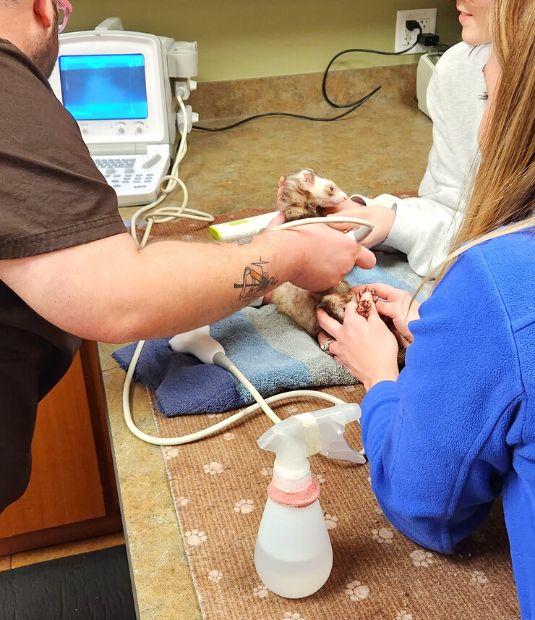 Vets examining pet using ultrasound