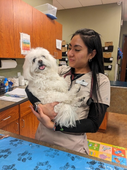 veterinarian holding a white dog