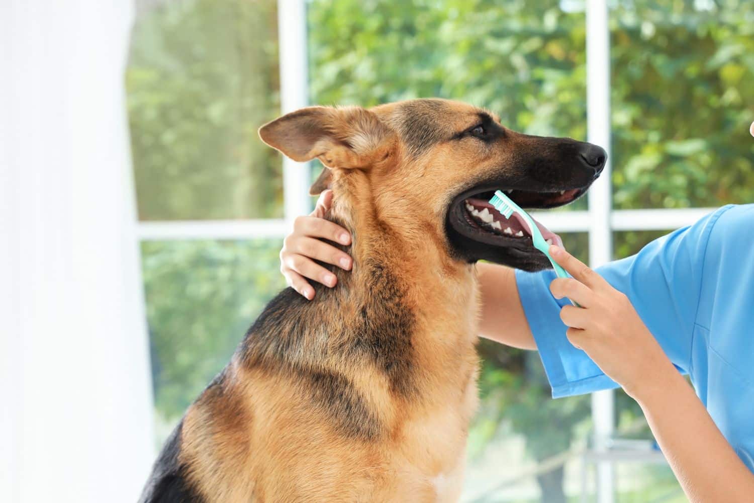 Pet Dental Care