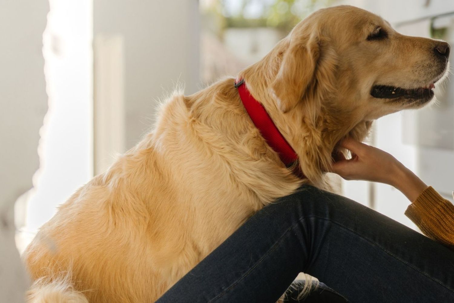 Pet Wellness