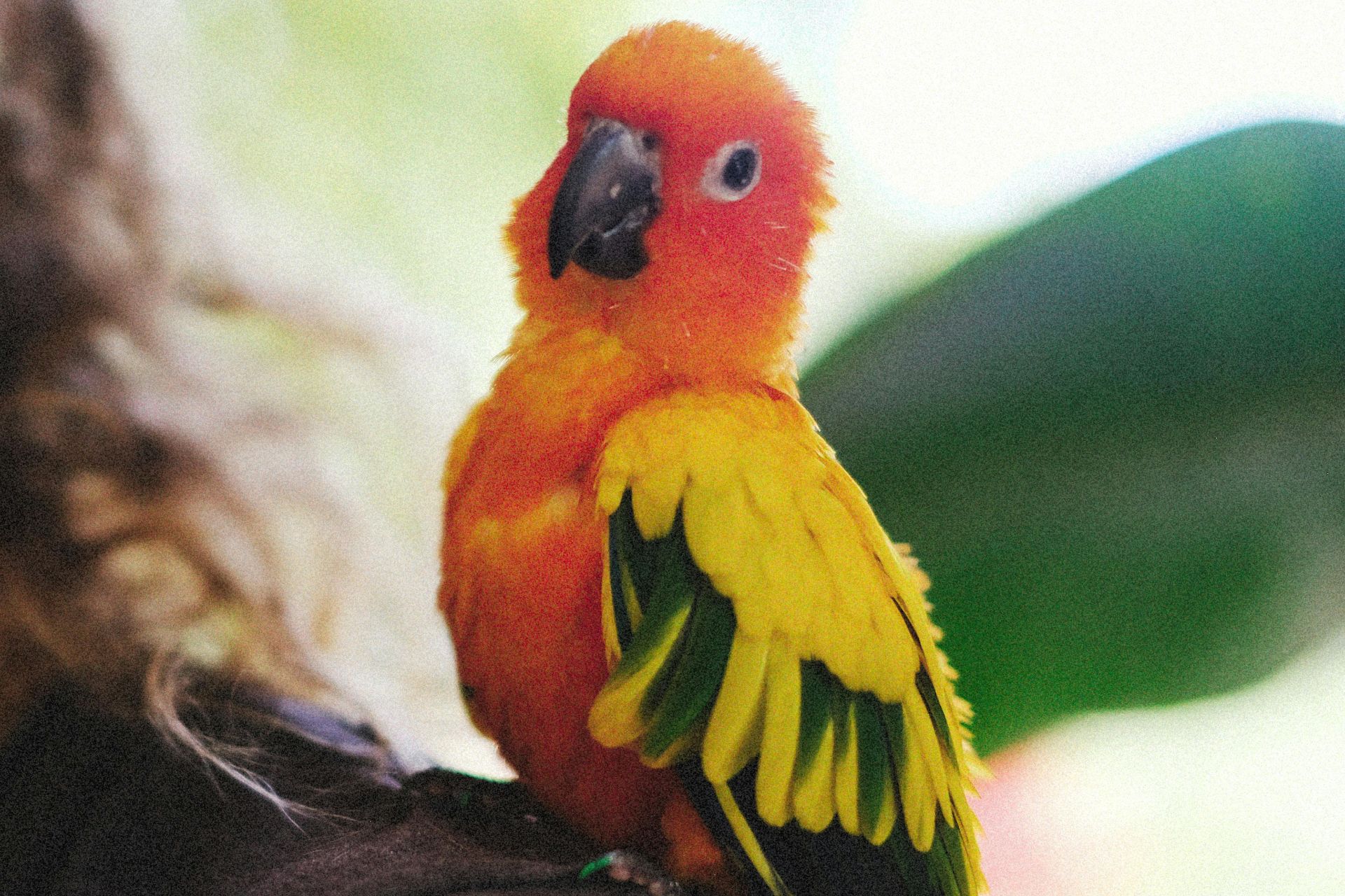 a bird on a man shoulder