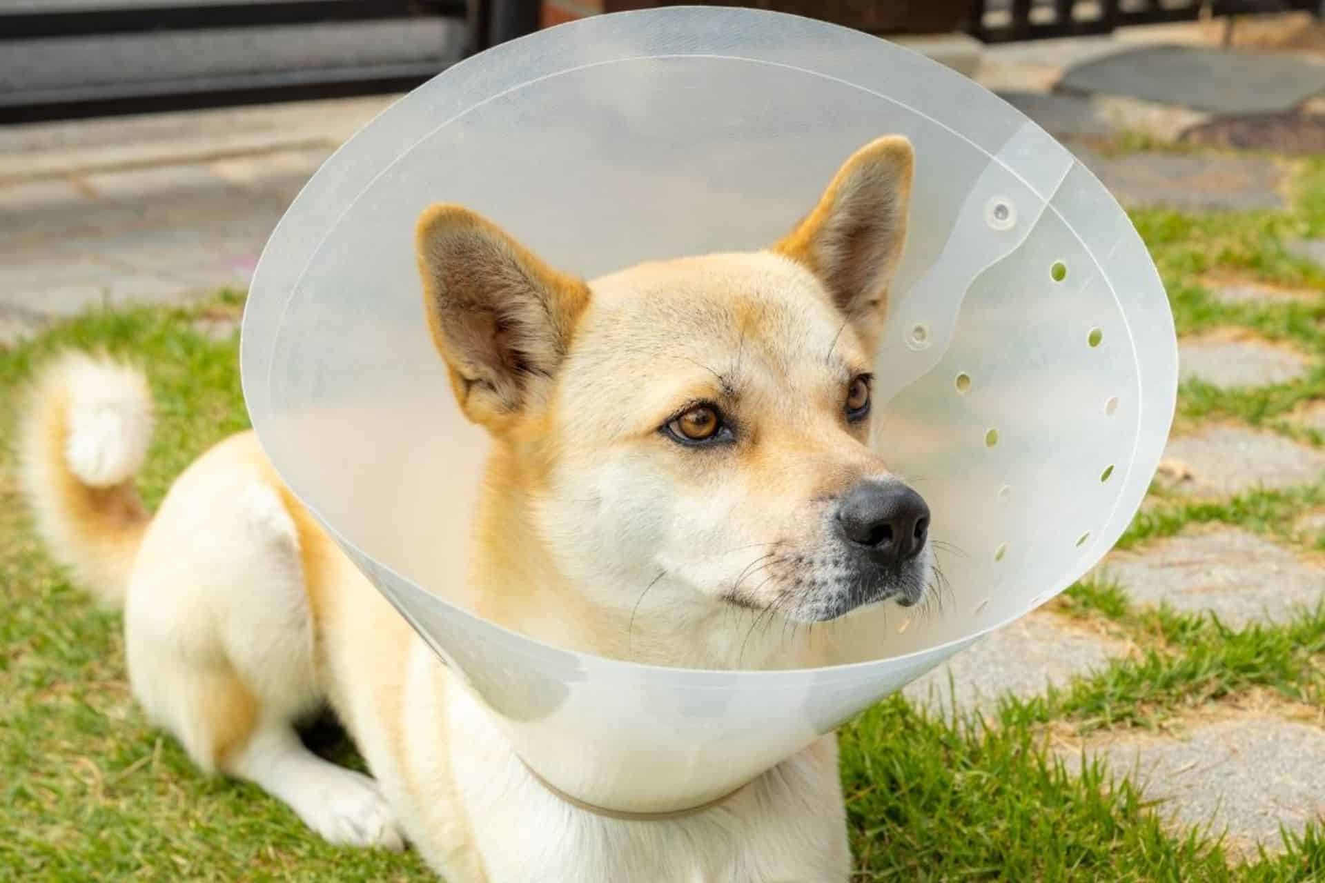 dog surgery