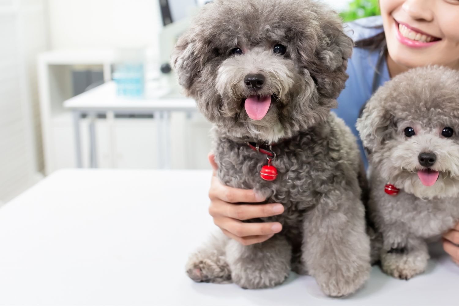 puppies with a vet