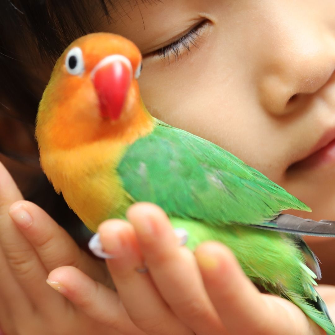 Bird Love