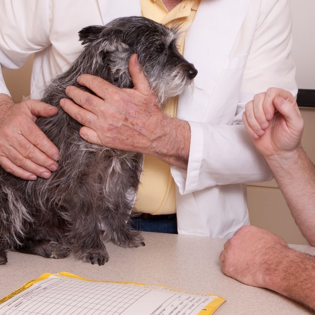 Pet Therapy
