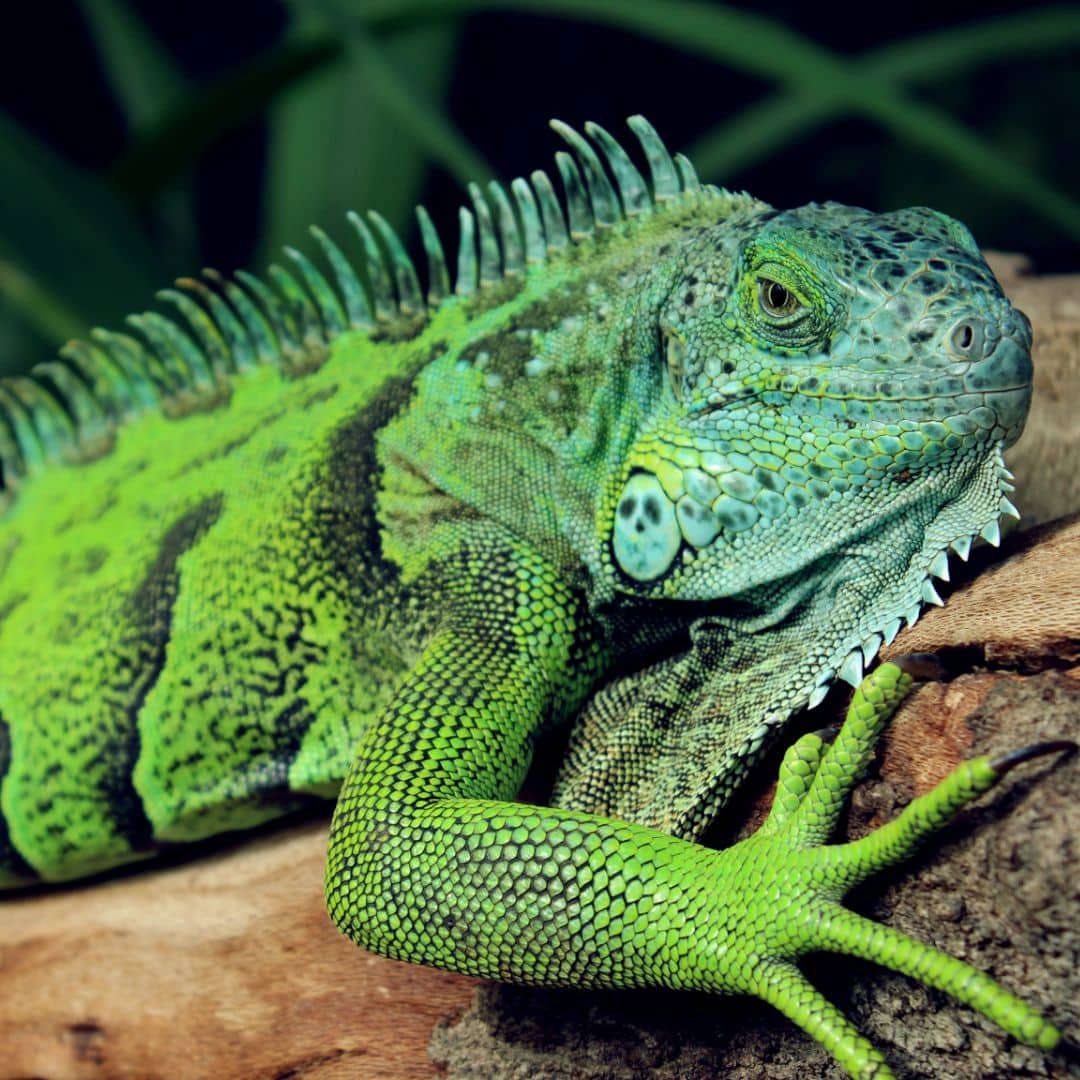 Reptiles care