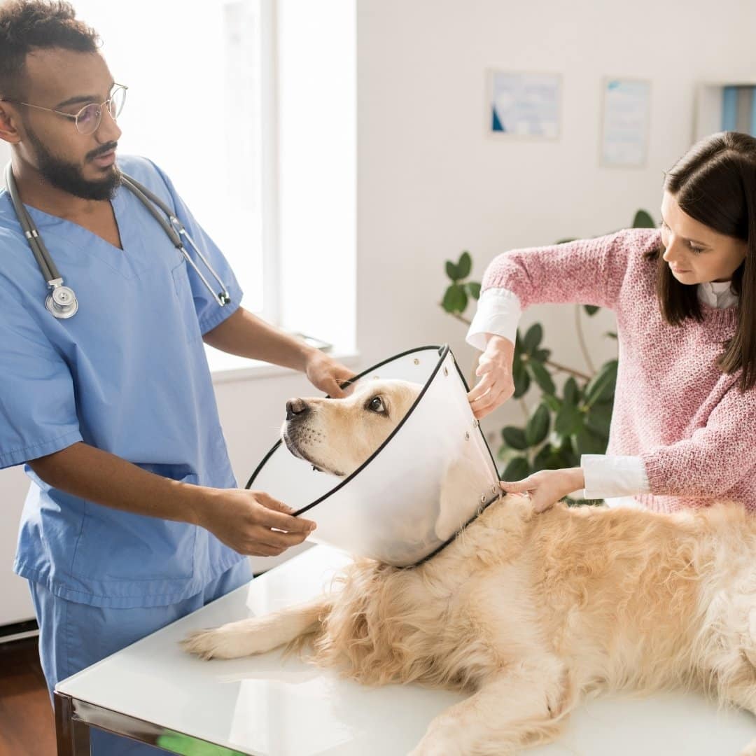 Pet Surgery