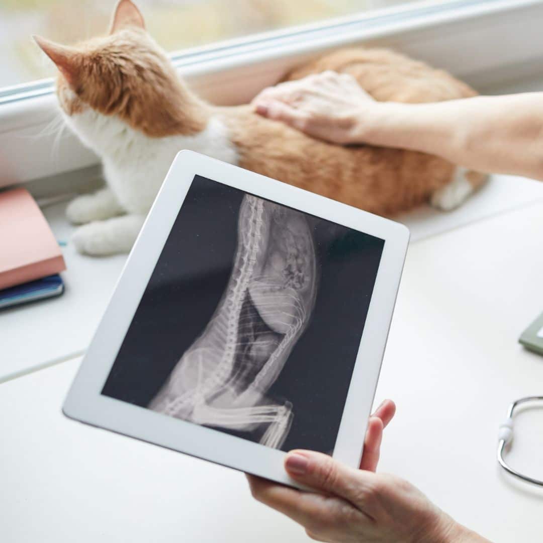 A vet examining the x-ray image of cat