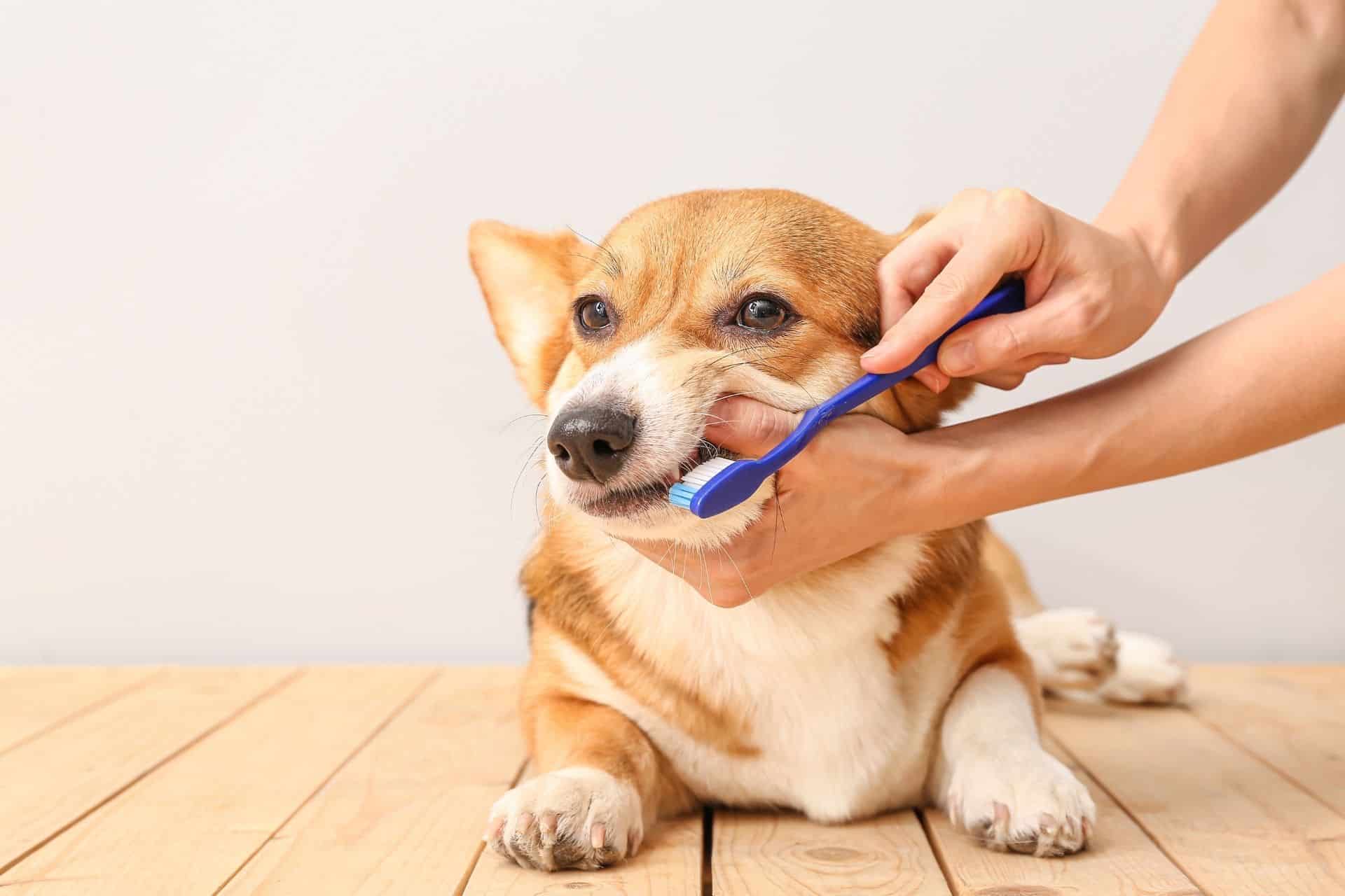 Owner brushing teeth of cute dog