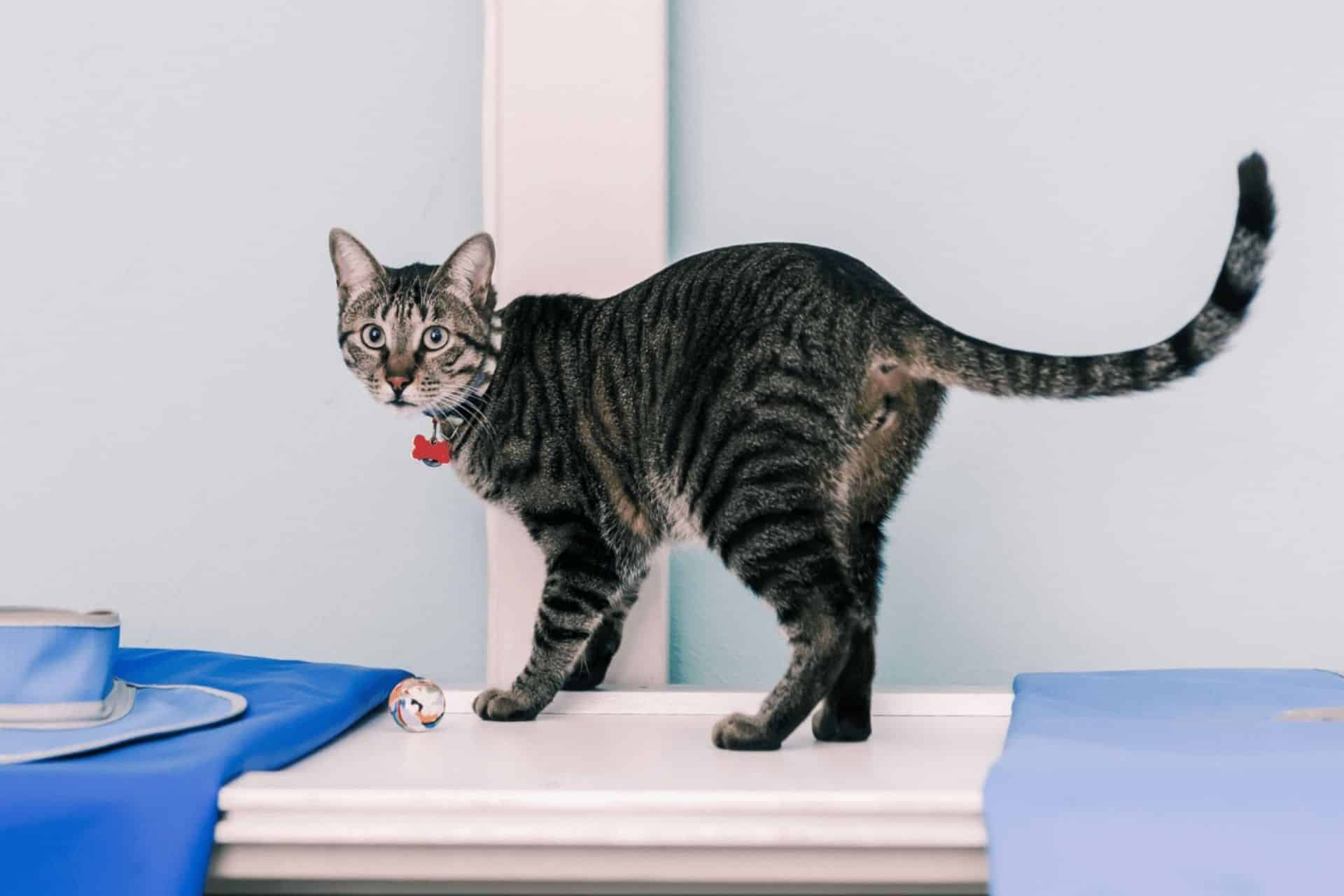 A cat stands on a table