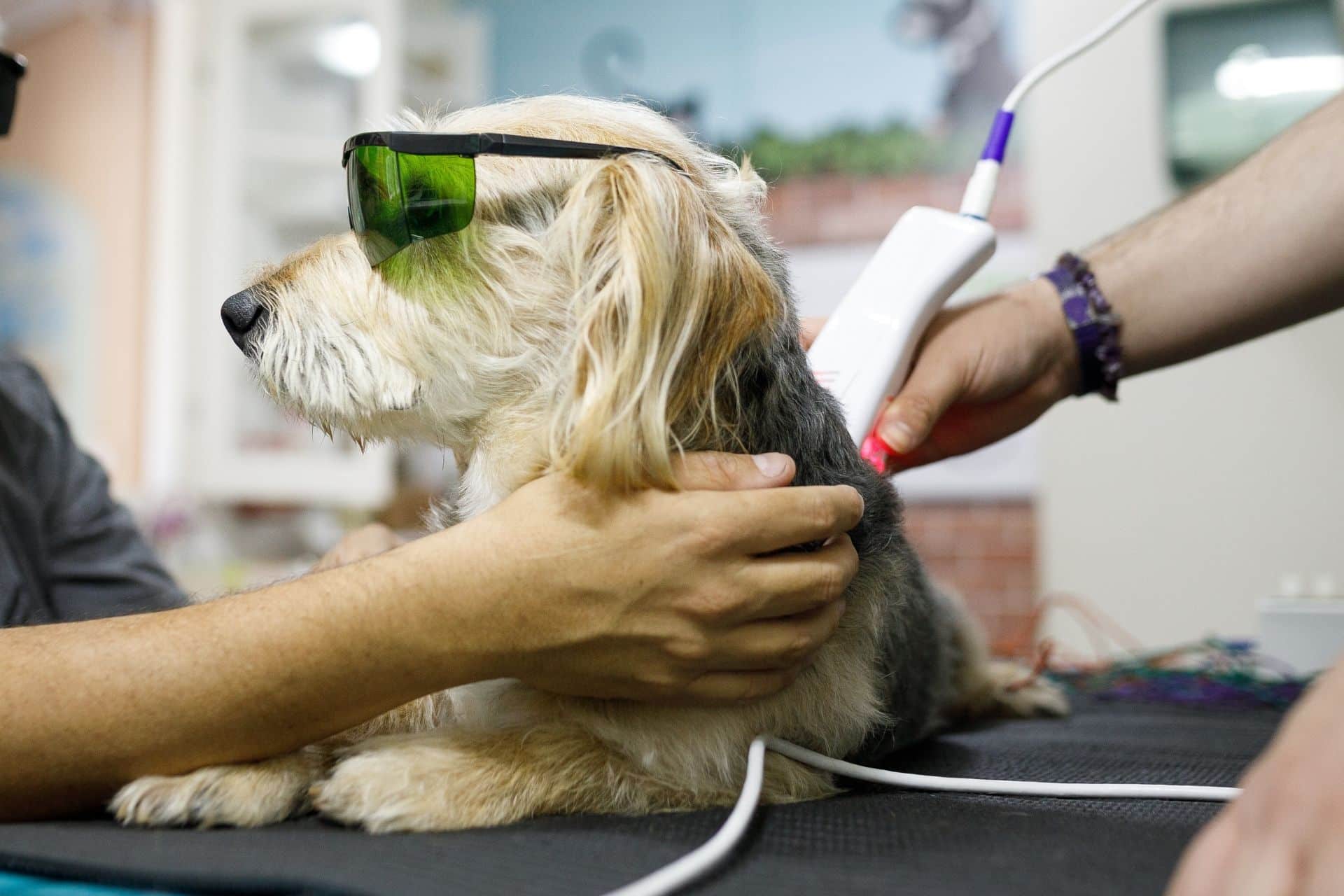 Man holding his dog while it's getting laser therapy